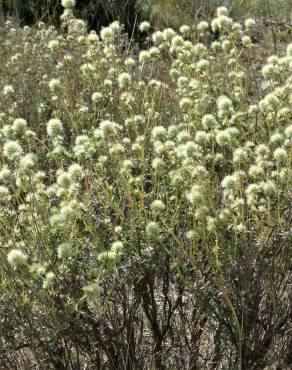 Fotografia 14 da espécie Thymus mastichina no Jardim Botânico UTAD