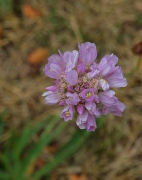 Fotografia 1 da espécie Armeria alliacea  subesp. matritensis no Jardim Botânico UTAD