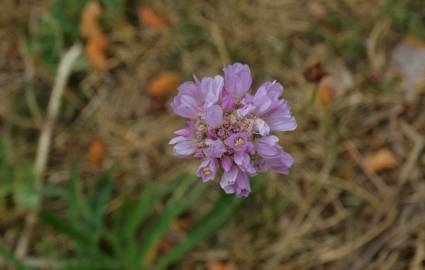 Fotografia da espécie Armeria alliacea  subesp. matritensis