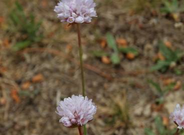Fotografia da espécie Armeria alliacea  subesp. matritensis