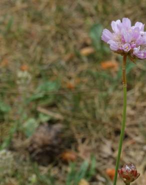 Fotografia 3 da espécie Armeria alliacea  subesp. matritensis no Jardim Botânico UTAD