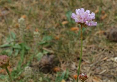 Fotografia da espécie Armeria alliacea  subesp. matritensis