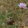 Fotografia 3 da espécie Armeria alliacea  subesp. matritensis do Jardim Botânico UTAD