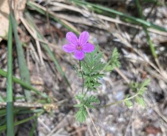 Fotografia da espécie Erodium cicutarium subesp. cicutarium