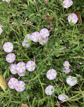 Fotografia 17 da espécie Convolvulus althaeoides no Jardim Botânico UTAD