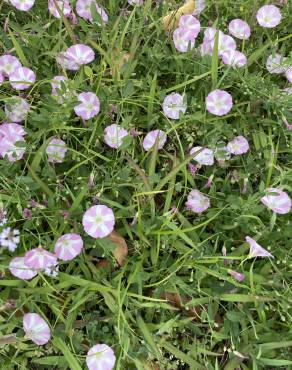 Fotografia 18 da espécie Convolvulus althaeoides no Jardim Botânico UTAD