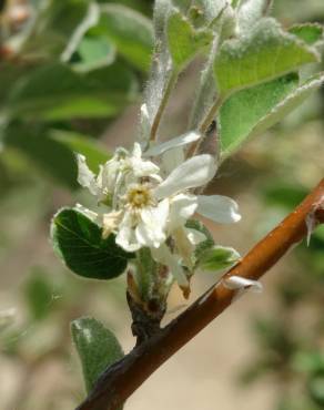 Fotografia 13 da espécie Amelanchier ovalis no Jardim Botânico UTAD