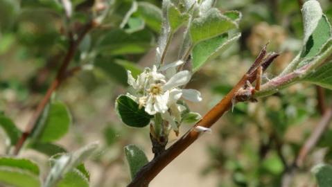 Fotografia da espécie Amelanchier ovalis