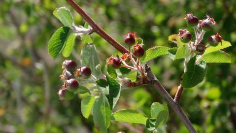 Fotografia da espécie Amelanchier ovalis