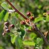 Fotografia 14 da espécie Amelanchier ovalis do Jardim Botânico UTAD