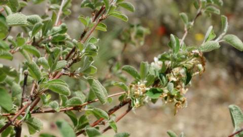 Fotografia da espécie Amelanchier ovalis