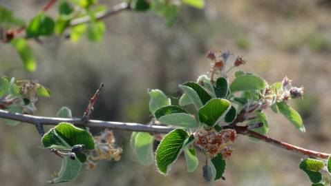 Fotografia da espécie Amelanchier ovalis