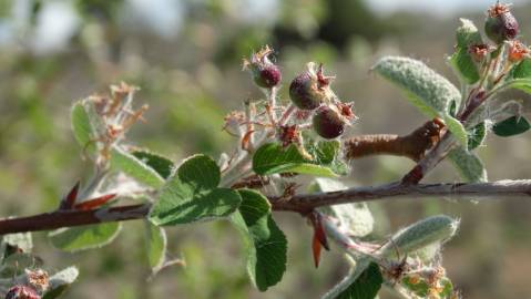 Fotografia da espécie Amelanchier ovalis