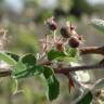 Fotografia 17 da espécie Amelanchier ovalis do Jardim Botânico UTAD