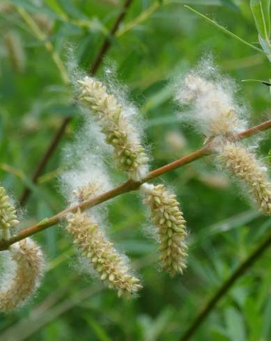 Fotografia de capa Salix purpurea - do Jardim Botânico