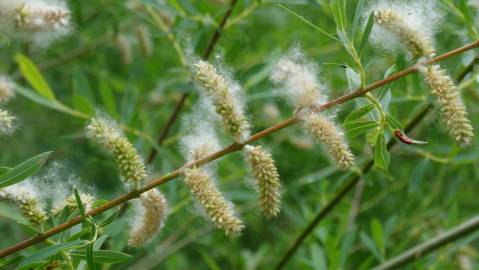 Fotografia da espécie Salix purpurea