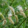 Fotografia 1 da espécie Salix purpurea do Jardim Botânico UTAD