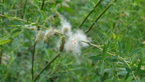 Fotografia da espécie Salix purpurea