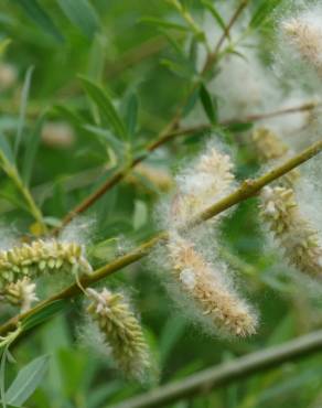 Fotografia 17 da espécie Salix purpurea no Jardim Botânico UTAD