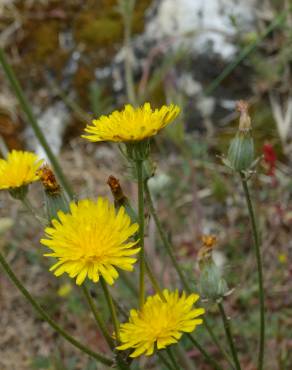 Fotografia 11 da espécie Crepis vesicaria subesp. taraxacifolia no Jardim Botânico UTAD