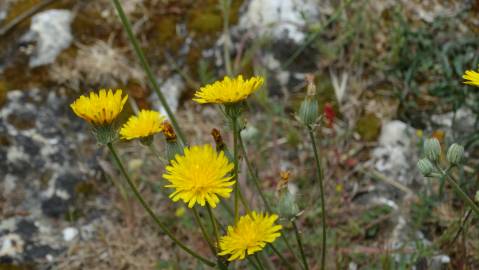 Fotografia da espécie Crepis vesicaria subesp. taraxacifolia