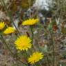 Fotografia 11 da espécie Crepis vesicaria subesp. taraxacifolia do Jardim Botânico UTAD