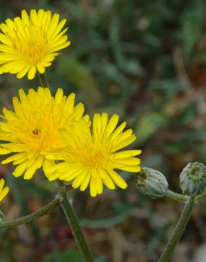 Fotografia 12 da espécie Crepis vesicaria subesp. taraxacifolia no Jardim Botânico UTAD