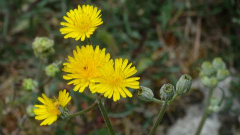 Fotografia da espécie Crepis vesicaria subesp. taraxacifolia