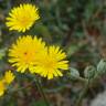 Fotografia 12 da espécie Crepis vesicaria subesp. taraxacifolia do Jardim Botânico UTAD