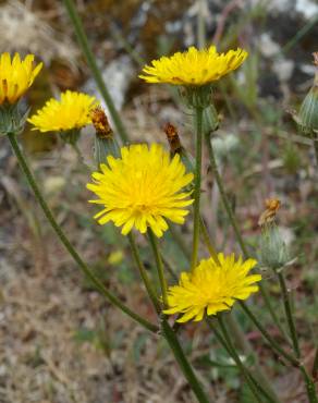 Fotografia 13 da espécie Crepis vesicaria subesp. taraxacifolia no Jardim Botânico UTAD