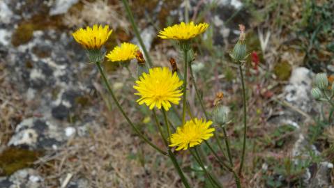 Fotografia da espécie Crepis vesicaria subesp. taraxacifolia