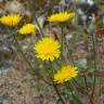 Fotografia 13 da espécie Crepis vesicaria subesp. taraxacifolia do Jardim Botânico UTAD