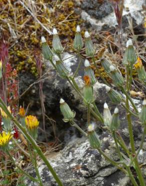 Fotografia 14 da espécie Crepis vesicaria subesp. taraxacifolia no Jardim Botânico UTAD