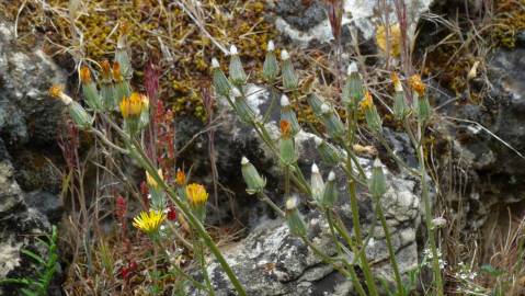 Fotografia da espécie Crepis vesicaria subesp. taraxacifolia