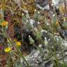 Fotografia 14 da espécie Crepis vesicaria subesp. taraxacifolia do Jardim Botânico UTAD