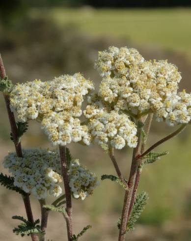 Fotografia de capa Achillea odorata - do Jardim Botânico