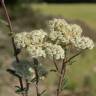 Fotografia 1 da espécie Achillea odorata do Jardim Botânico UTAD