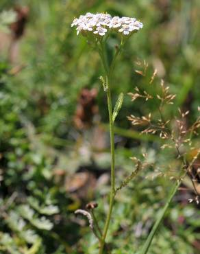 Fotografia 3 da espécie Achillea odorata no Jardim Botânico UTAD