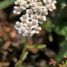 Fotografia 4 da espécie Achillea odorata do Jardim Botânico UTAD