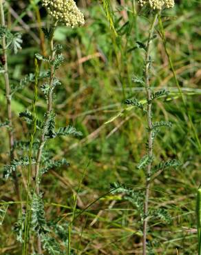 Fotografia 5 da espécie Achillea odorata no Jardim Botânico UTAD