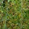 Fotografia 5 da espécie Achillea odorata do Jardim Botânico UTAD