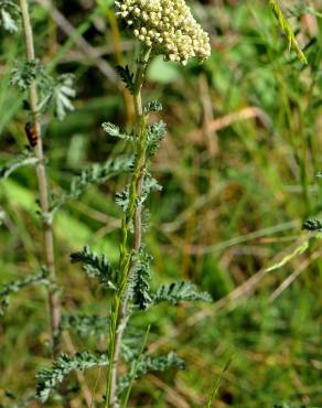 Fotografia 6 da espécie Achillea odorata no Jardim Botânico UTAD