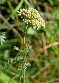 Fotografia da espécie Achillea odorata