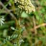 Fotografia 7 da espécie Achillea odorata do Jardim Botânico UTAD