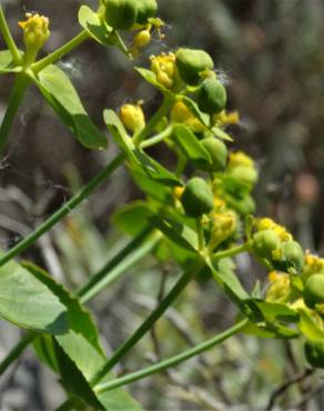 Fotografia 17 da espécie Euphorbia serrata no Jardim Botânico UTAD