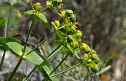 Fotografia da espécie Euphorbia serrata