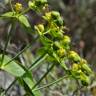 Fotografia 17 da espécie Euphorbia serrata do Jardim Botânico UTAD