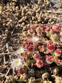 Fotografia da espécie Mesembryanthemum nodiflorum