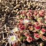 Fotografia 19 da espécie Mesembryanthemum nodiflorum do Jardim Botânico UTAD