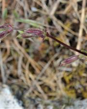 Fotografia da espécie Silene nemoralis